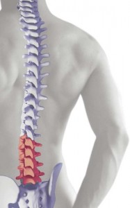 spine