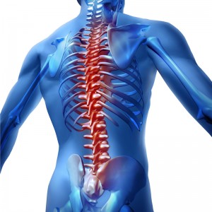 human spine